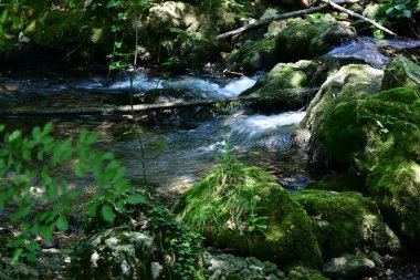 Ormandaki güzel su akıntısı