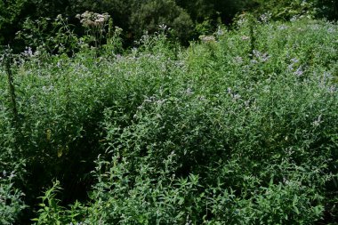 Bir sürü çiçekli güzel yeşil bir tarla.