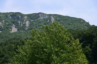 Dağ ormanında yeşil ağaçlar
