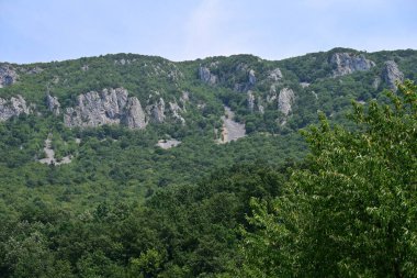 Dağ ormanında yeşil ağaçlar