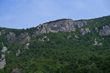 Dağ ormanında yeşil ağaçlar