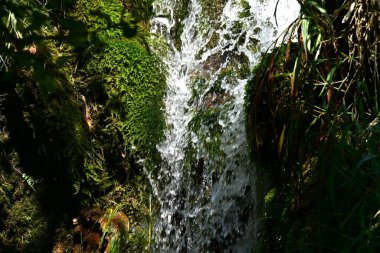Ormandaki güzel su akıntısı