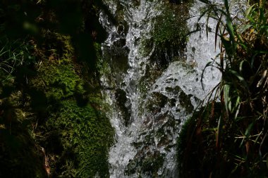 Ormandaki güzel su akıntısı