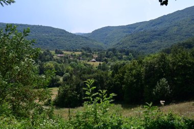 Yaz parkında yeşil ağaçlar, gündüz manzarası 