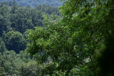Yaz parkında yeşil ağaçlar, gündüz manzarası 