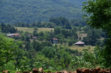 Yeşil ormandaki ağaçlar ve çalılar