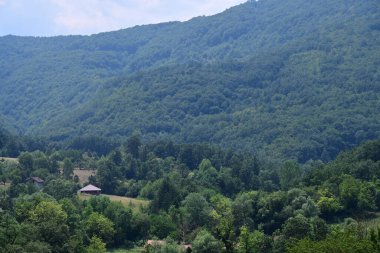 Yaz parkında yeşil ağaçlar, gündüz manzarası 