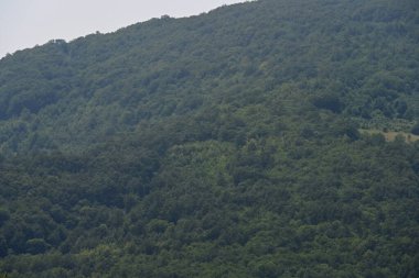 Yaz parkında yeşil ağaçlar, gündüz manzarası 