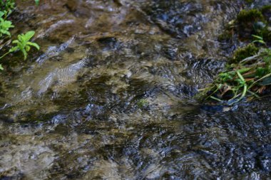 Ormandaki güzel su akıntısı