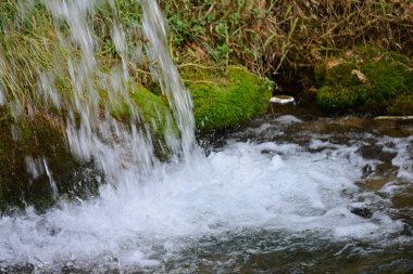 Ormandaki güzel su akıntısı
