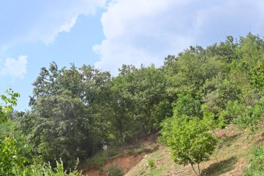 Yaz parkında yeşil ağaçlar, gündüz manzarası 