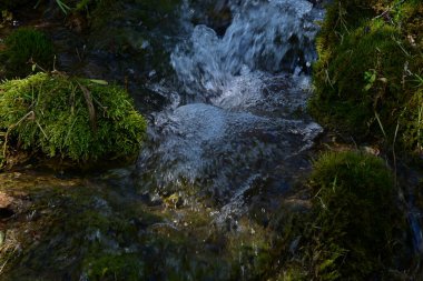 Ormandaki güzel su akıntısı
