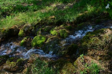 Ormandaki güzel su akıntısı