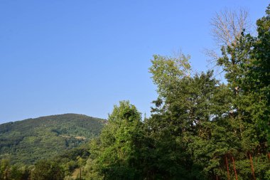 Ormandaki yeşil ağaçlar