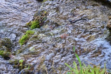 Ormanda güzel bir şelale 