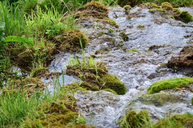 Ormanda güzel bir şelale 