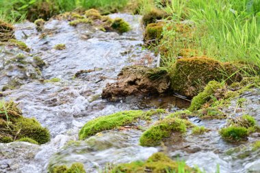 Ormanda güzel bir şelale 
