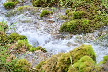 Ormanda güzel bir şelale 
