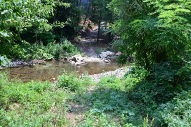 Ormandaki güzel su akıntısı