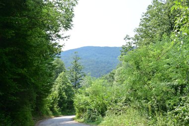 Yol yaz günü yeşil ağaçlar ve bitkilerle çevrili.