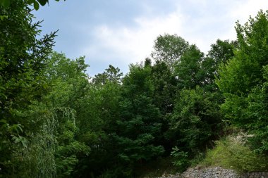 beautiful view of the forest with green trees
