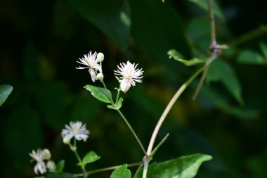 Bahçede büyüyen beyaz çiçekler