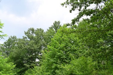 Ormandaki yeşil ağaçlar