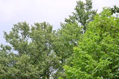 Ormanda yeşil ağaçlar