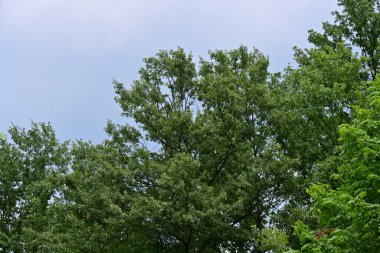 Ağaçlardaki yeşil yapraklar yaz çayırlarında dallar, gündüz manzarası 