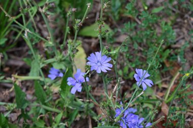 Bahçedeki güzel mor çiçekler