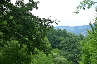 Ormanda yeşil ağaçlar