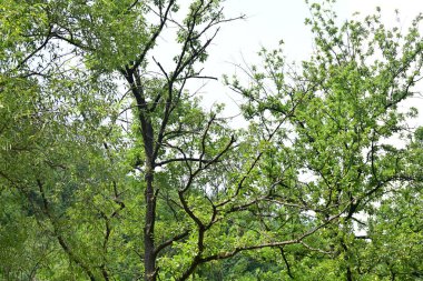 Ormanda yeşil ağaçlar