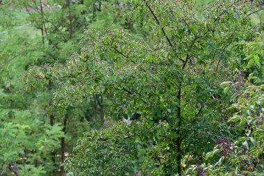 Ormanda yeşil ağaçlar