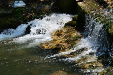 Ormanda küçük bir dere. 