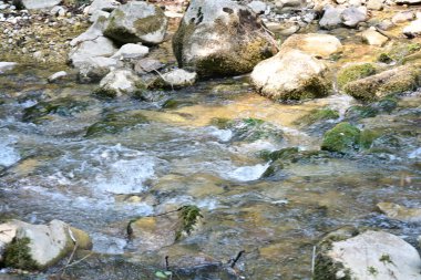 Ormanda küçük bir dere. 