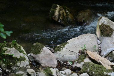 Ormanda küçük bir dere. 