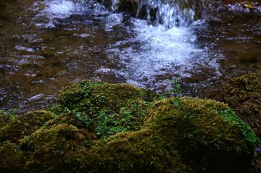 Ormanda küçük bir dere. 