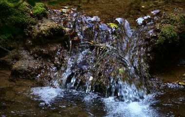 Ormanda küçük bir dere. 