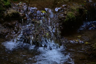 Ormanda küçük bir dere. 