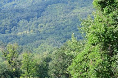 Ağaçlardaki yeşil yapraklar yaz çayırlarında dallar, gündüz manzarası 