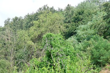 Ormanda yeşil ağaçlar