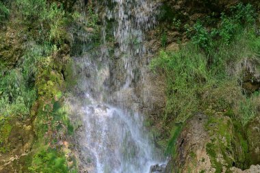 Ormandaki şelalenin doğa manzarası