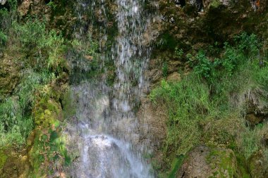 Ormandaki şelalenin doğa manzarası