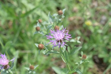 Bahçedeki pembe çiçekleri kapat.