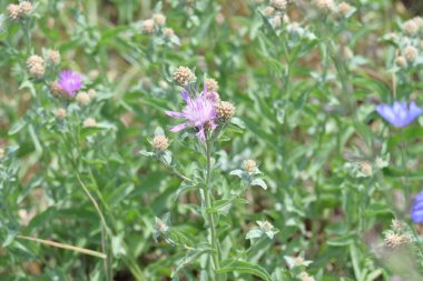 Bahçedeki pembe çiçekleri kapat.