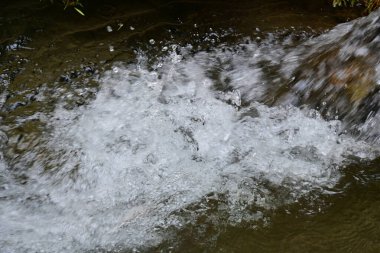 Ormandaki nehrin güzel manzarası 