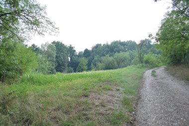 Ormanın güzel manzarası