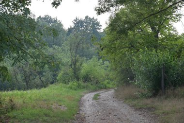 Ormanın güzel manzarası