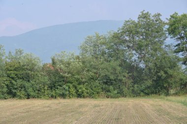 Ormanın güzel manzarası