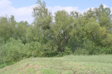 Ormanda yeşil ağaçlar